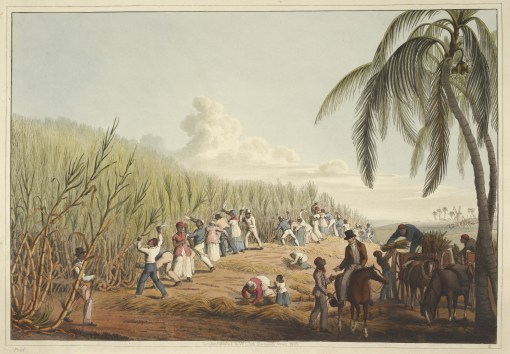 Slaves_cutting_the_sugar_cane_-_Ten_Views_in_the_Island_of_Antigua_(1823),_plate_IV_-_BL